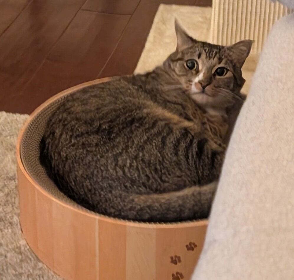 Sesame curled inside a round cardboard scratcher beside the couch, looking at the camera