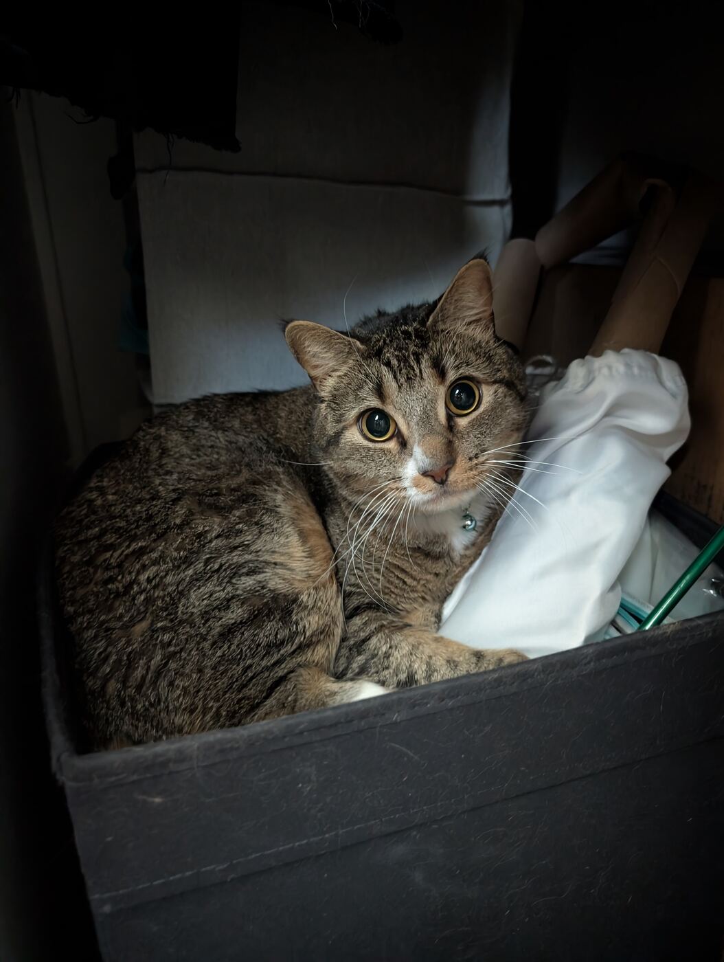 Sesame sitting in a laundry basket beside a pile of white clothes