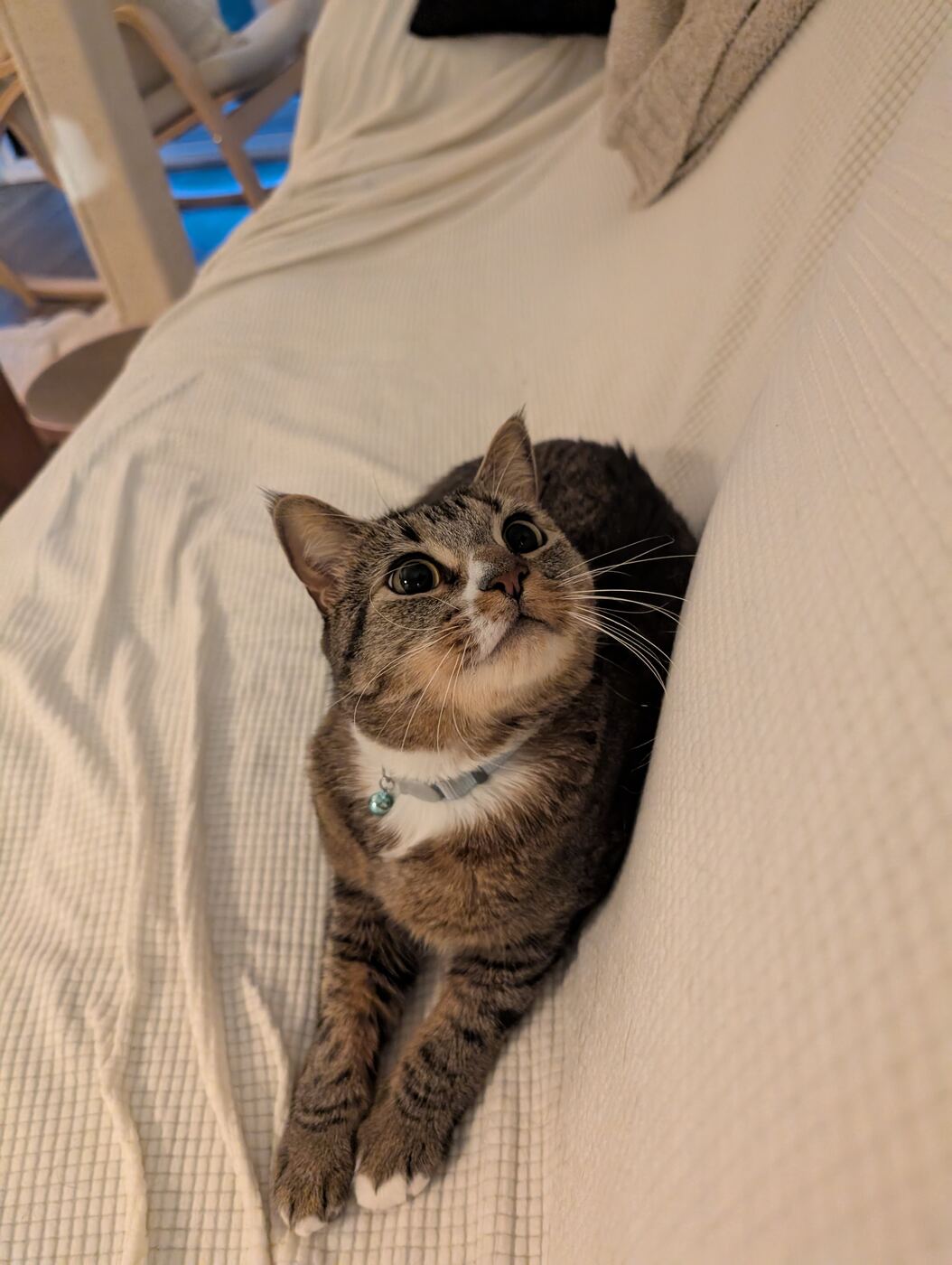 Sesame lying between two couch cushions with his front paws stretched forward