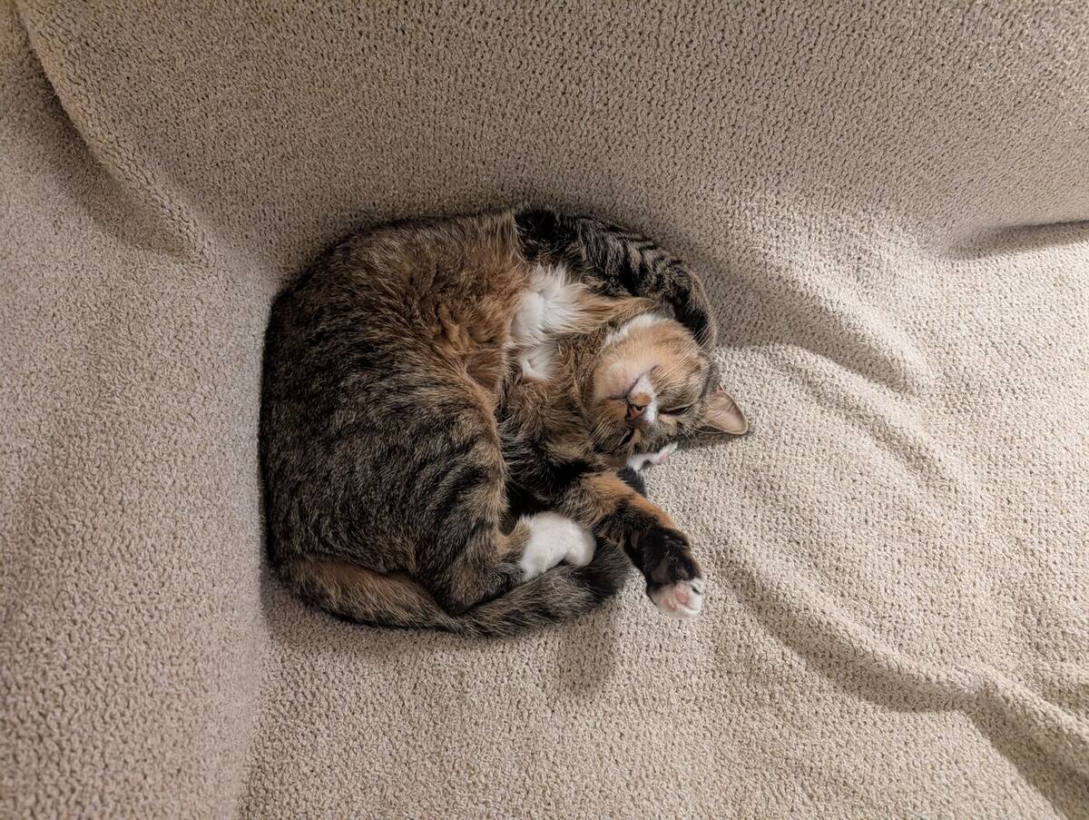 Sesame curled asleep on a beige blanket with his paws tucked over his face