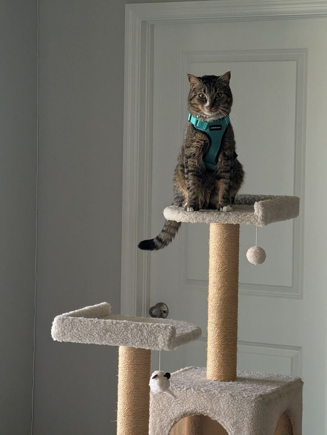 Sesame wearing a teal harness while sitting upright at the top of his cat tree