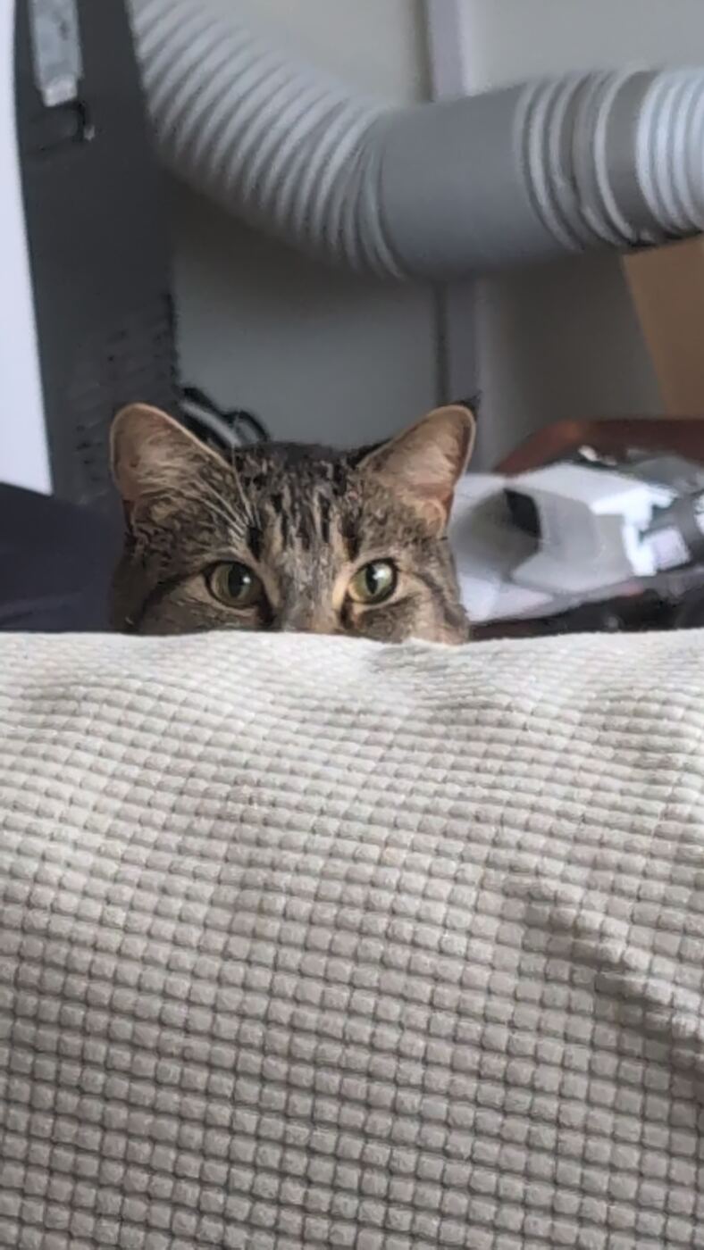 Sesame peeking over the back of a couch with only his eyes and ears visible